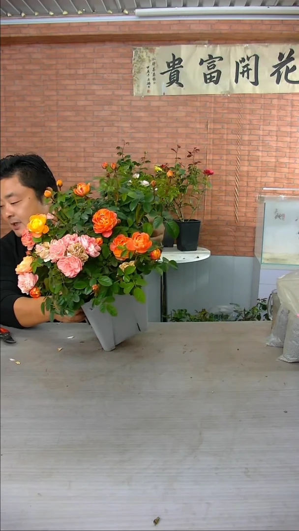 当前无花朵，栽培后可花朵果汁飞溅213