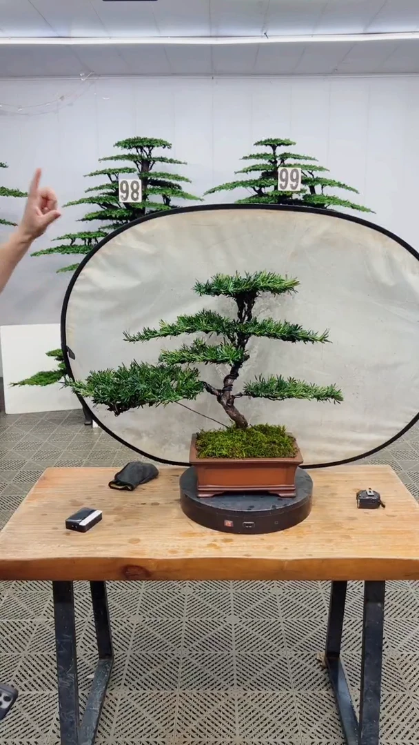 无花朵造型盆景一物一拍