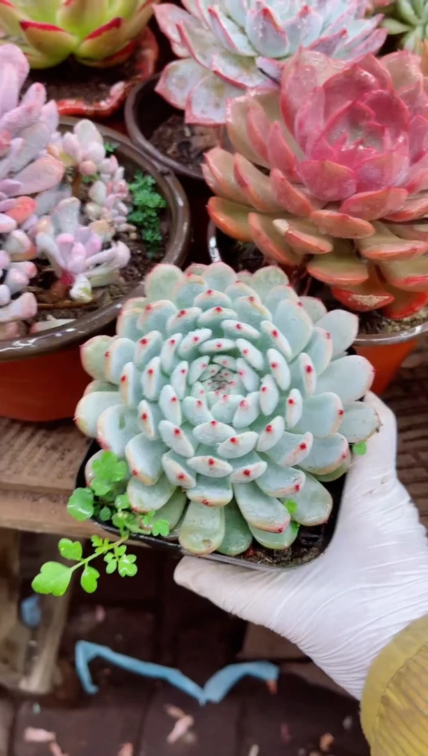 吖*28060多肉植物一物一拍
