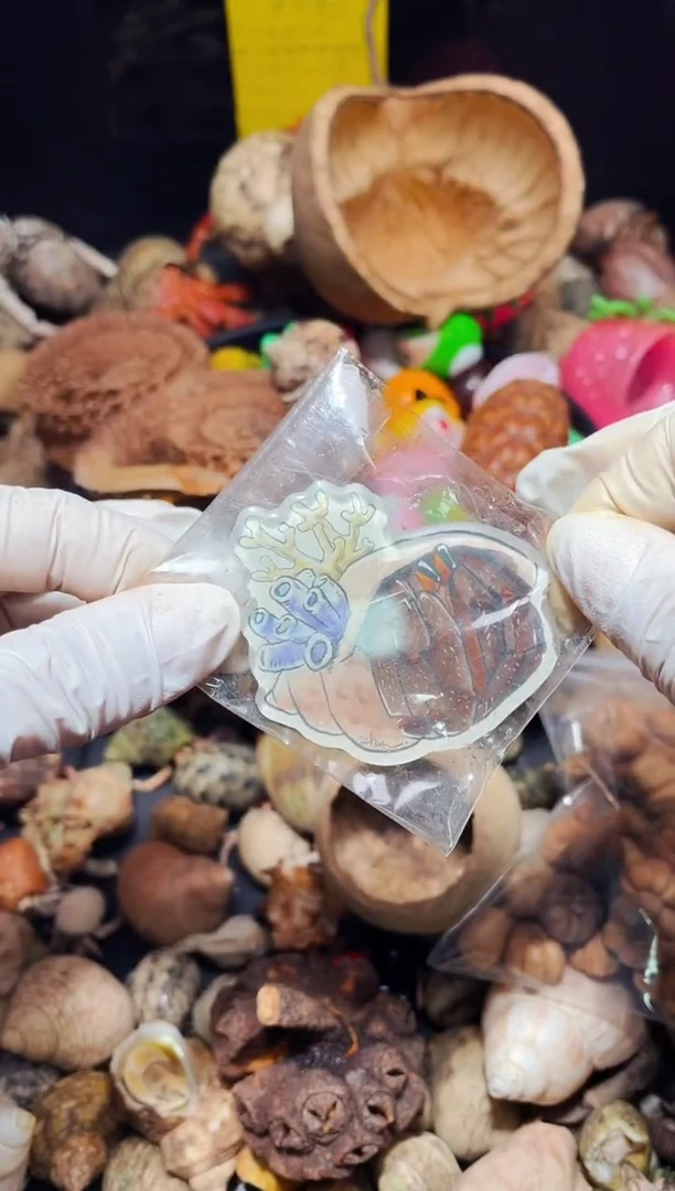 陌派有钳寄居蟹575