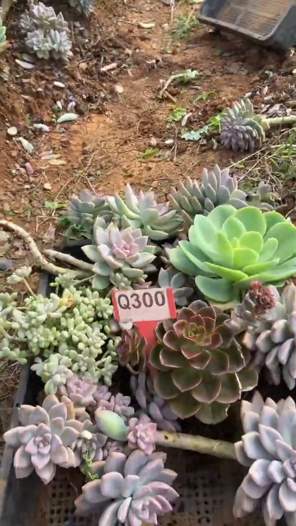 Q300地拍多肉枝头组合默认脱土发货