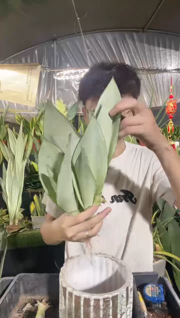 奶油白玉裸根6棵9.99