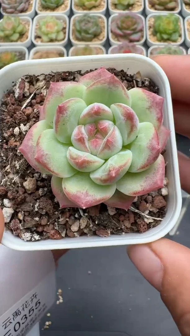355E云禹多肉植物 带盆土纸巾打包 3颗包邮