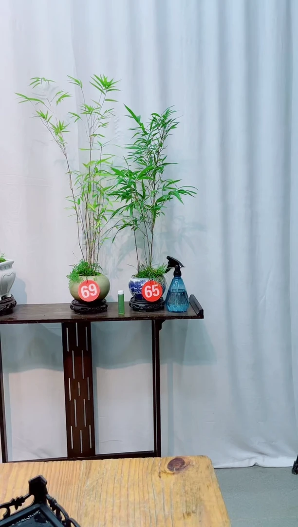 【闪购商品】竹子盆景竹子盆景