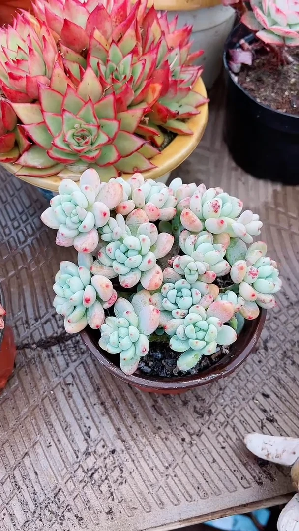 【闪购商品】16124