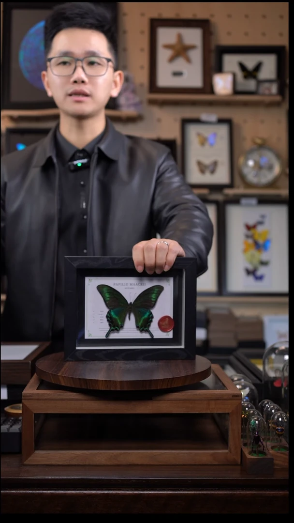 绿带翠凤蝶夏型8寸黑框国风版