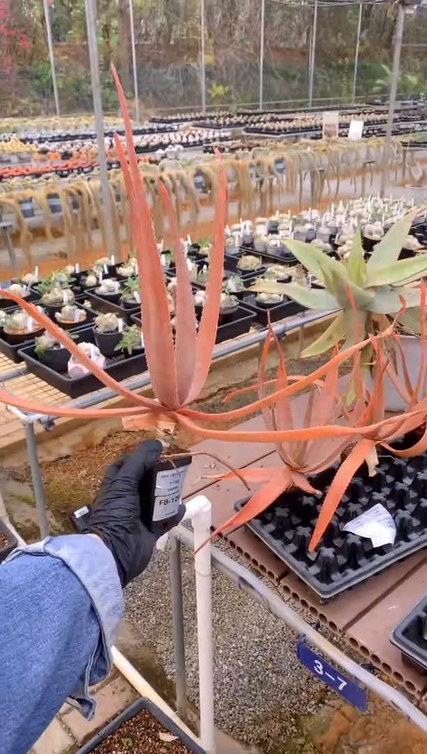 【闪购商品】原生芦荟脱土FB-1266