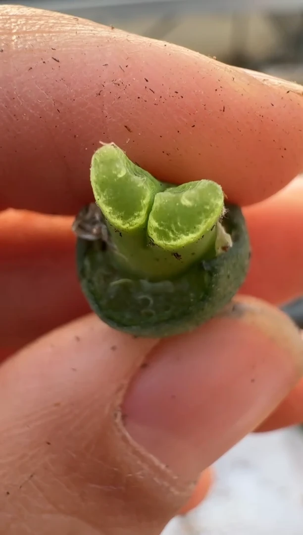 【闪购商品】2.5-219