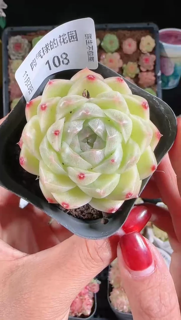 1123-108群生不包整