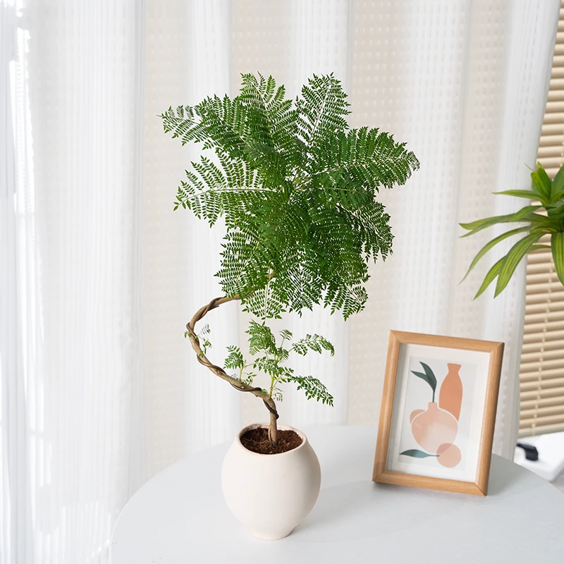 蓝花楹盆栽绿植客厅办公室内外植物落地真树大苗老桩造型盆景好养