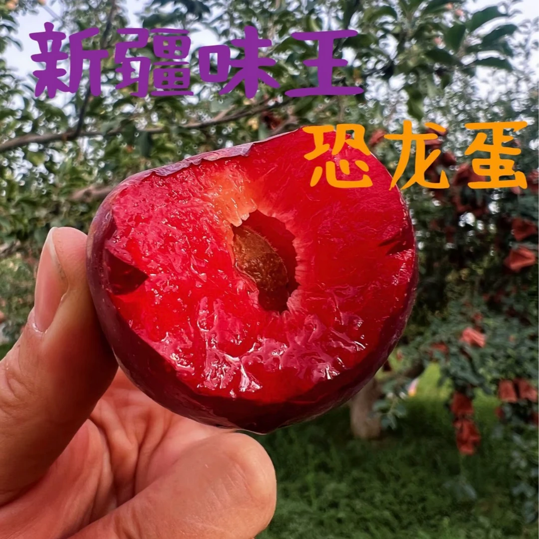 【礼盒装明日达】新疆恐龙蛋玫瑰李 特大果 3斤装礼盒包装 中秋节送人新疆维吾尔自治区