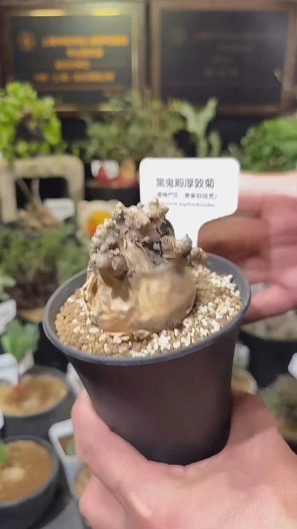 号1218福利里特产区黑G殿厚墩菊