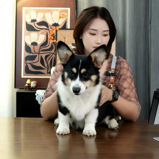 慧屿黑头三色柯基妹妹