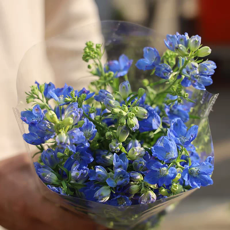 【京津冀顺丰次日达】小飞燕鲜切花1扎