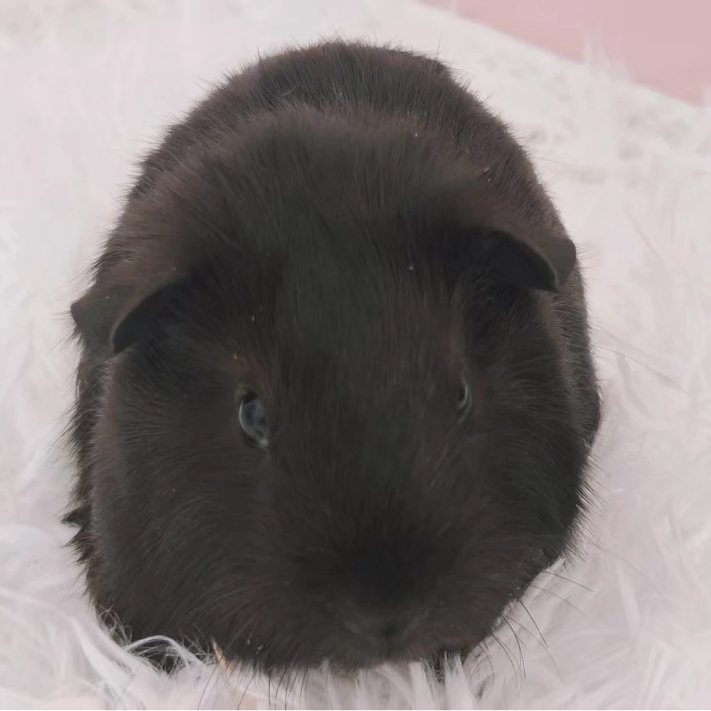宠物活体仓鼠荷兰猪英短弟弟一物一拍一链接