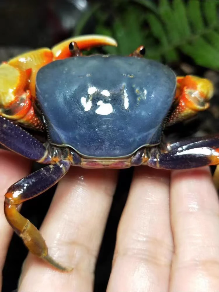 宠物蟹活体南海溪蟹蓝尖肢热卖寄居蟹水族观赏蟹淡水蝴蝶蟹勾手蟹