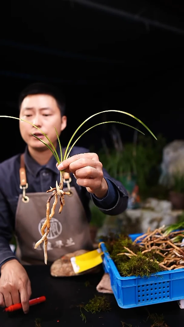 完全开放蕙兰-黄龙云海（一物一拍）