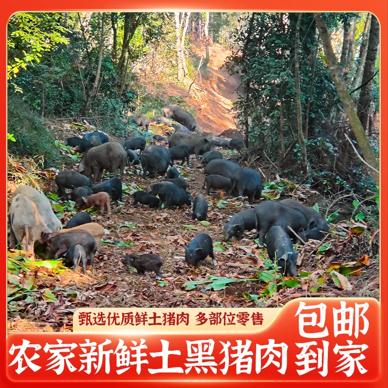 云南腾冲林间散养黑土猪现杀现发黑土猪生猪肉 3斤|5斤