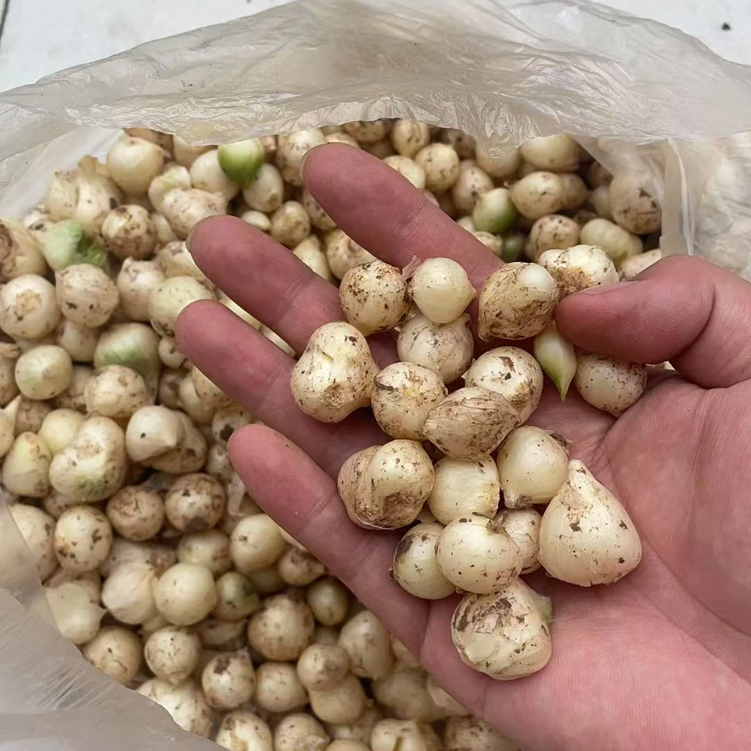 （小梅助农）苦藠3斤 村民自己种的苦藠炖猪肚好吃的哦