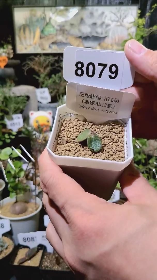 8079号1122福利植物猪耳朵奇峰锦属