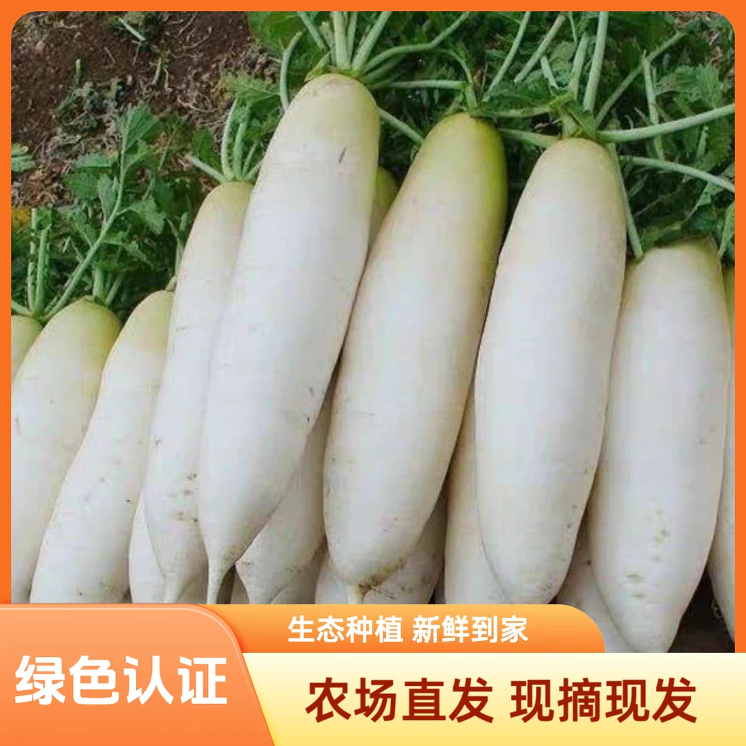 【崇明绿色认证】崇明白萝卜生态种植新鲜采摘