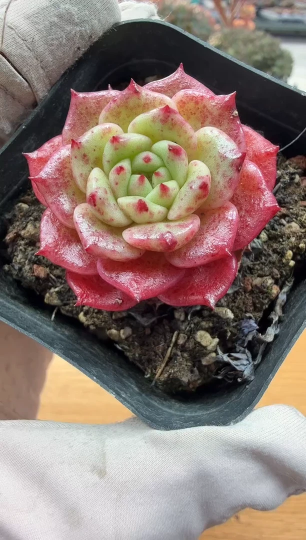 东云多肉园二店-24