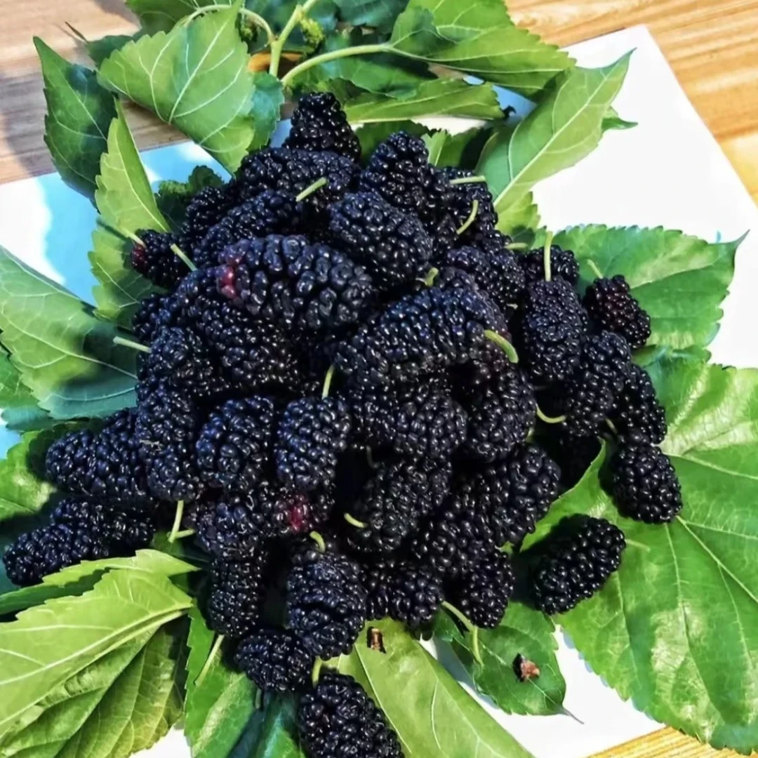 桑葚（一箱）八斤半左右