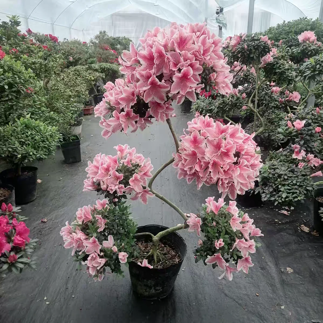 六层粉百合游龙造型杜鹃花单瓣复色粉色带白边原生苗带花苞一颗