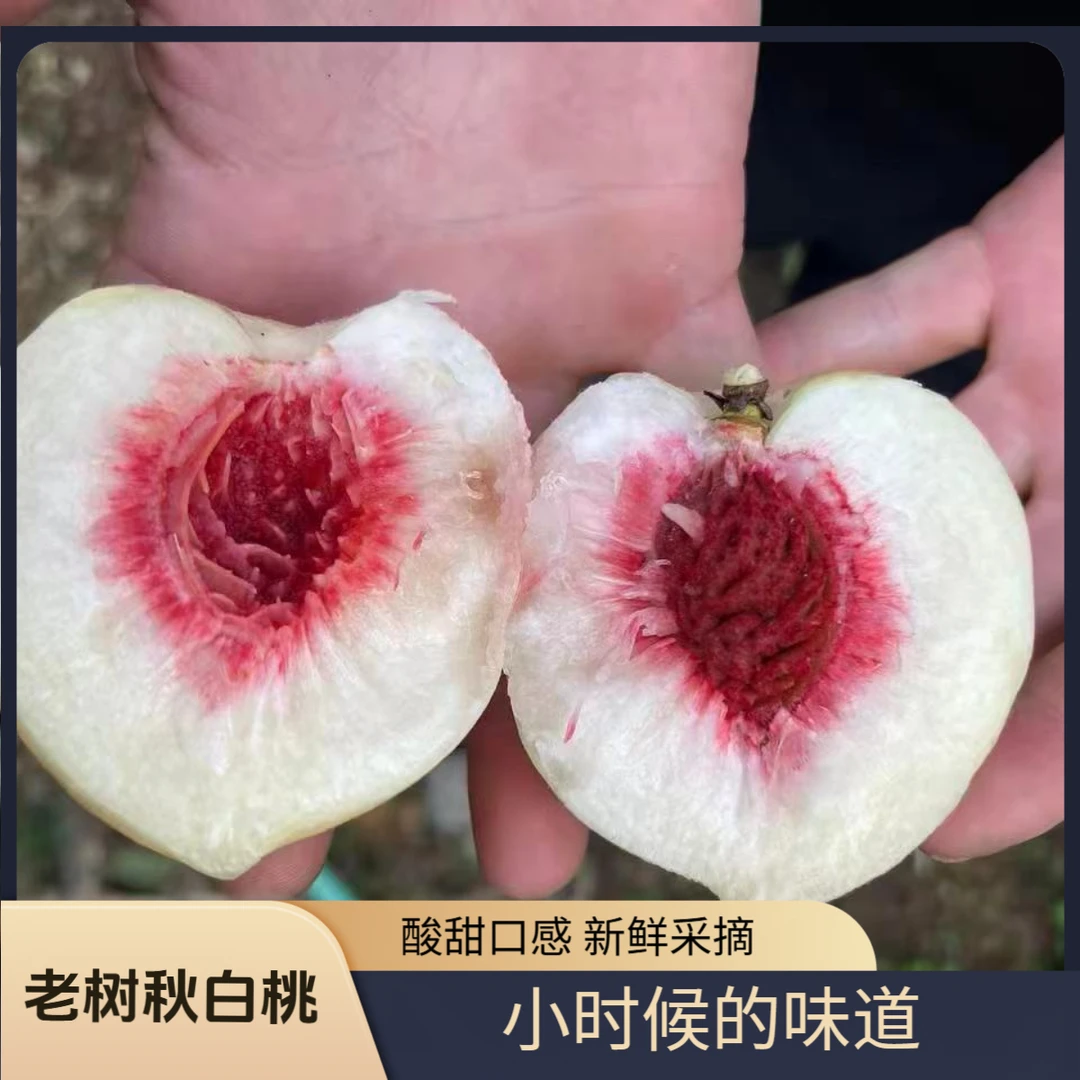 丹东鸭绿江特产老树秋白桃
