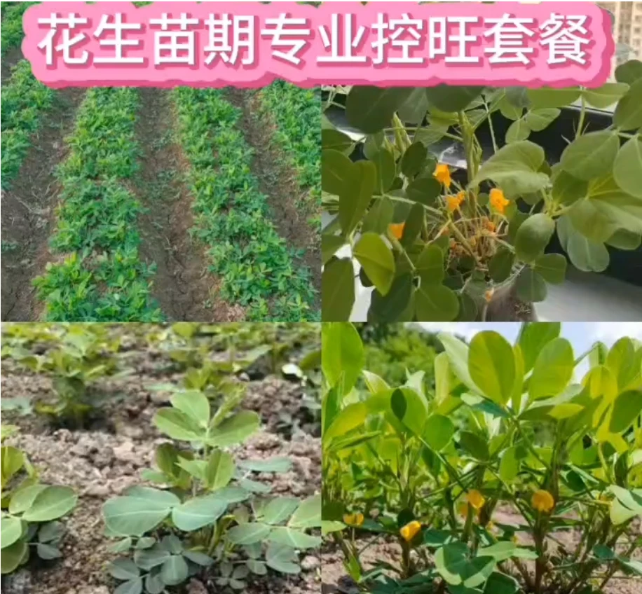 花生苗期高产专业控旺套餐
