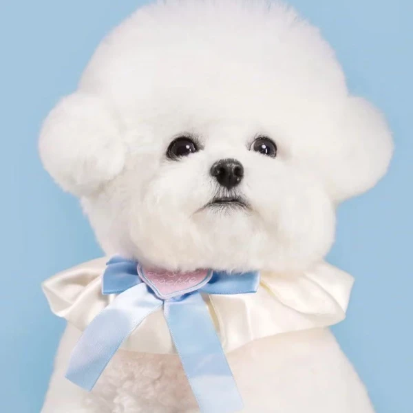 比熊的365天 伴侣犬宠物狗狗聪明温顺乖小狗