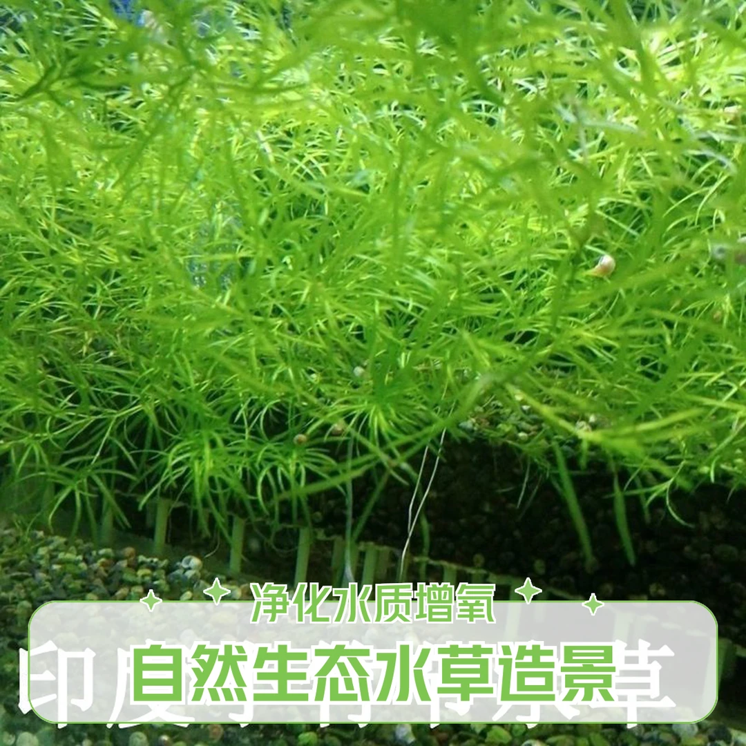 竹节草水草活体净化水质植物鱼缸造景水族箱阴性水草鱼缸装饰造景