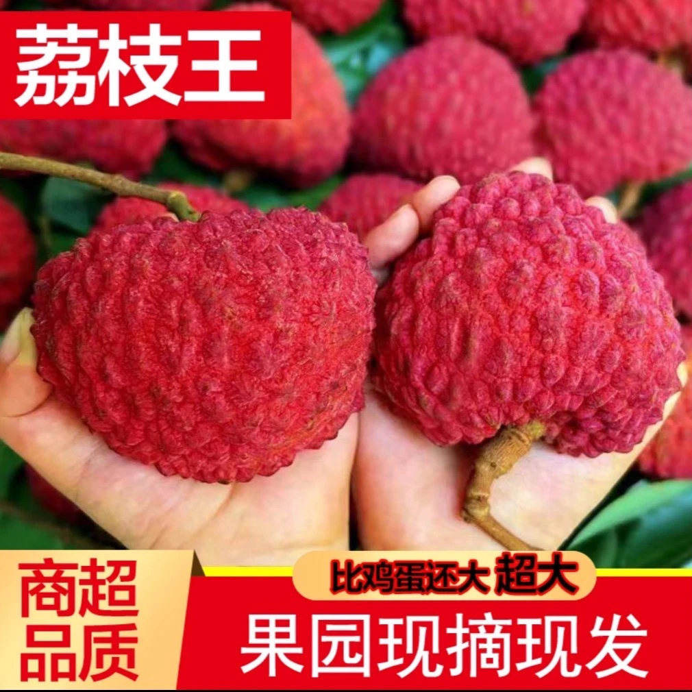 【荔枝王-顺丰现货啊豹】海南火山口荔枝王当季新鲜热带水果多仓发