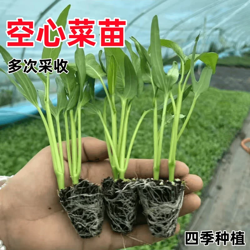 高产三叉空心菜苗带土阳台庭院种植四季采收柳叶竹叶空心菜秧苗子