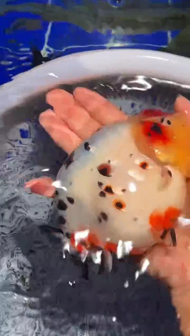 金鱼（运费自理，马印灯照射）福州追鱼兰寿金鱼