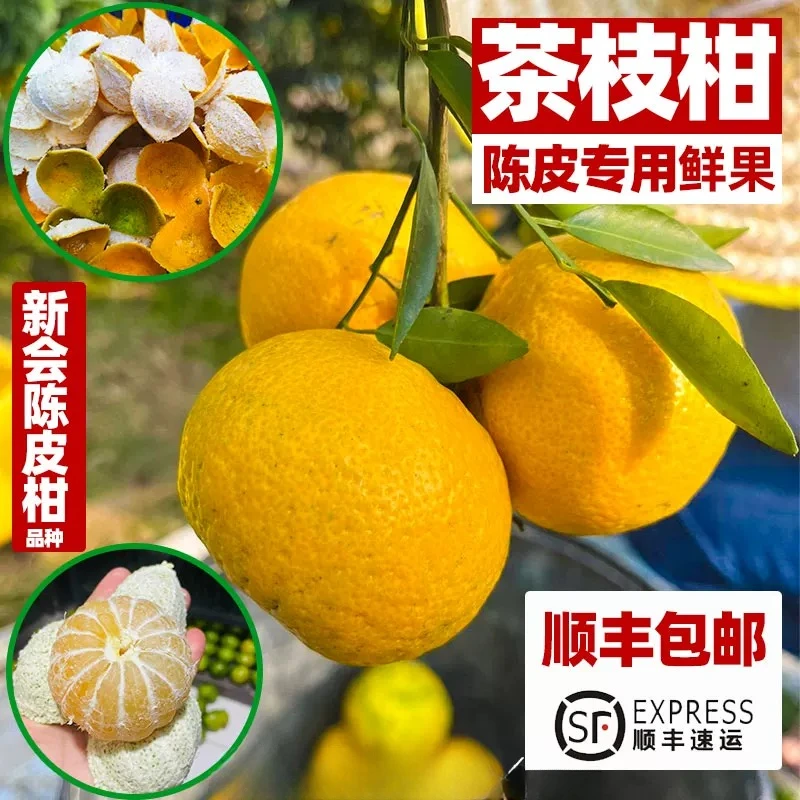 新会大红柑鲜果新鲜现摘现发【顺丰包邮】