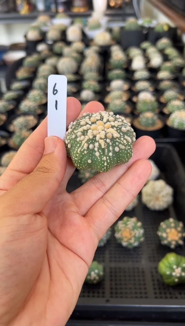 海星花园实生根星兜仙人球编码61