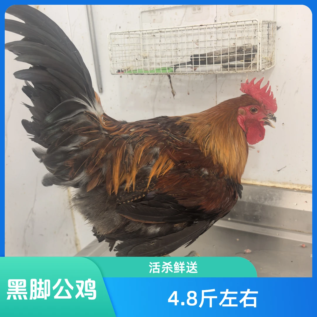 【活杀鲜送】黑脚大公鸡一只，4.8斤左右。