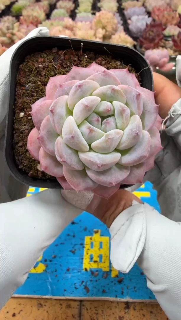 东云多肉园二店-207