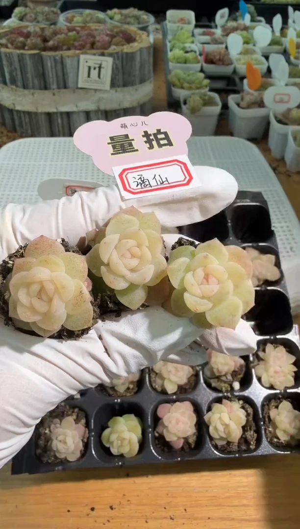 谪仙 单双混 3颗量拍混发 满9.9包邮