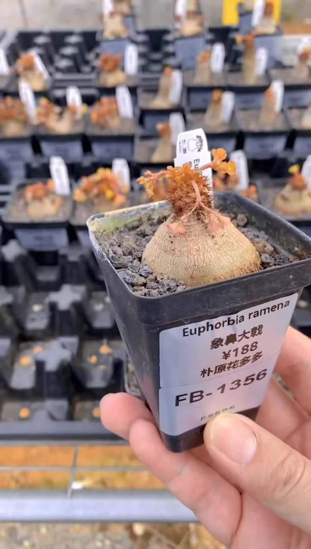 【闪购商品】象鼻大戟FB-1356