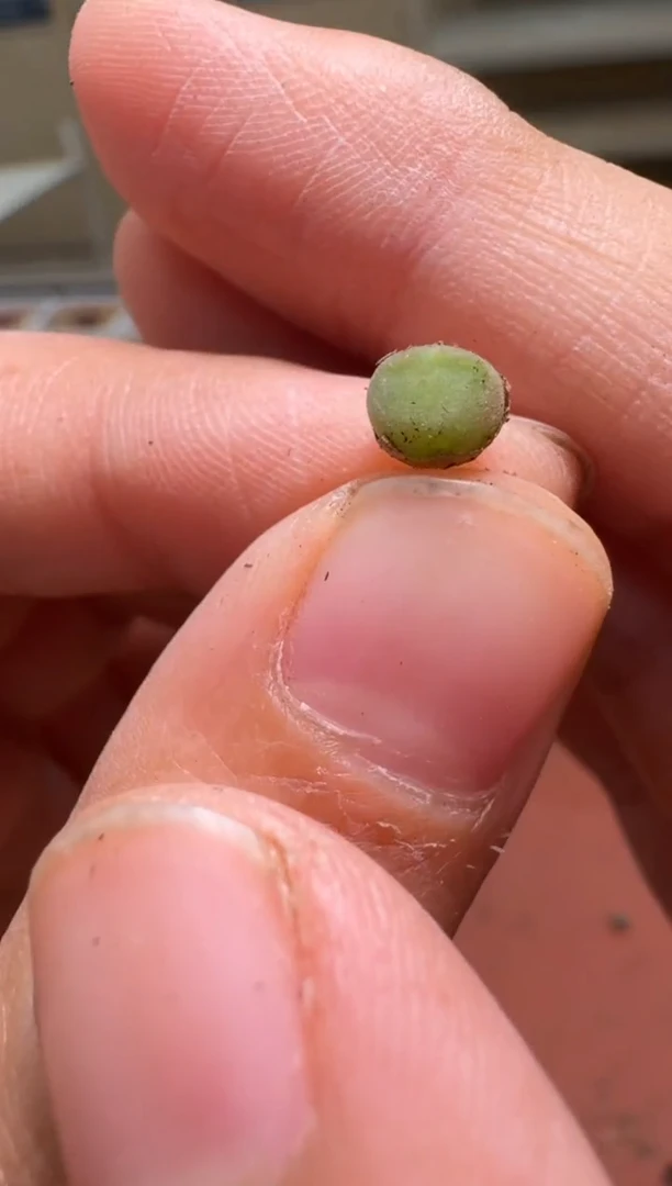 美丽的肉石头-341