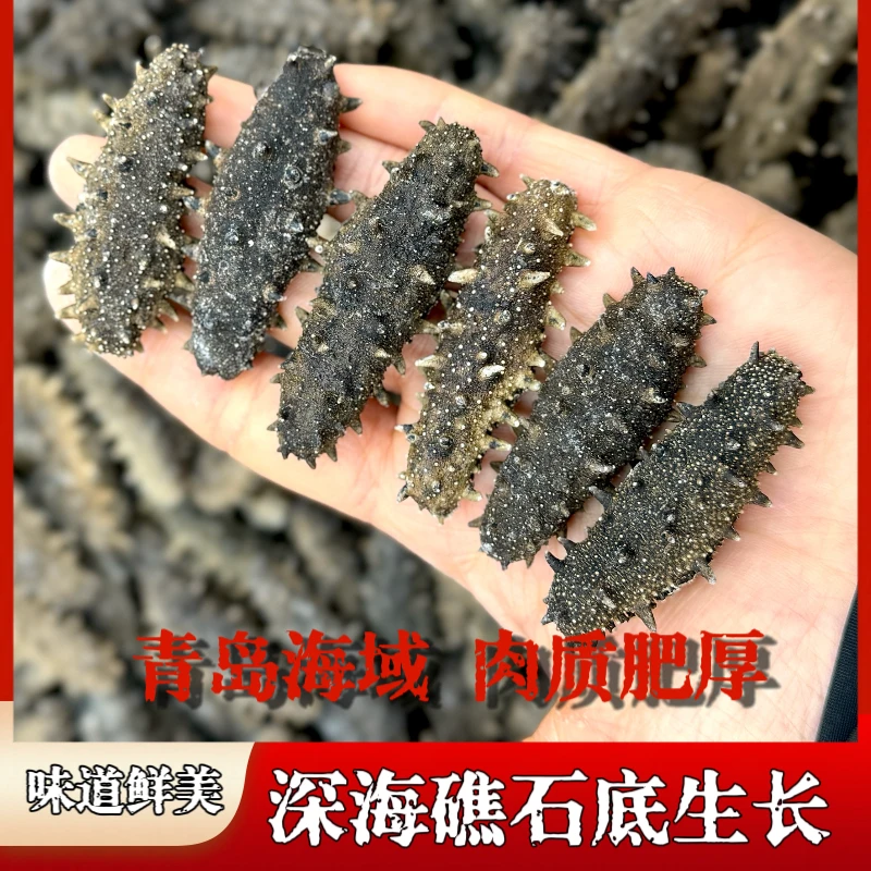 青岛海域60-70头一斤泡发率约15-16斤纯淡干海参