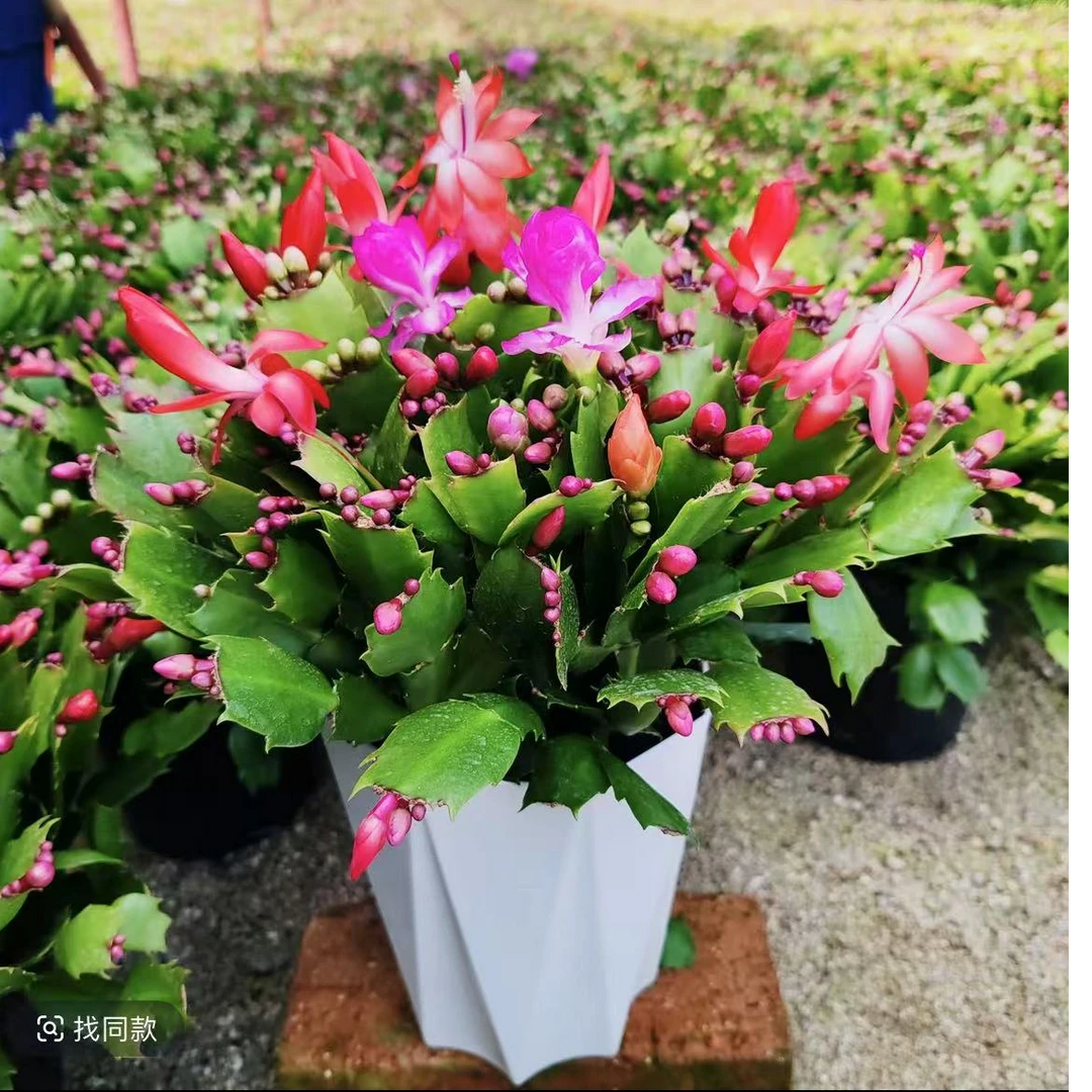 多色蟹爪兰四季开花花卉绿植盆栽室内阳台办公室好养活