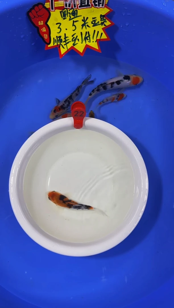锦鲤活体二号链接