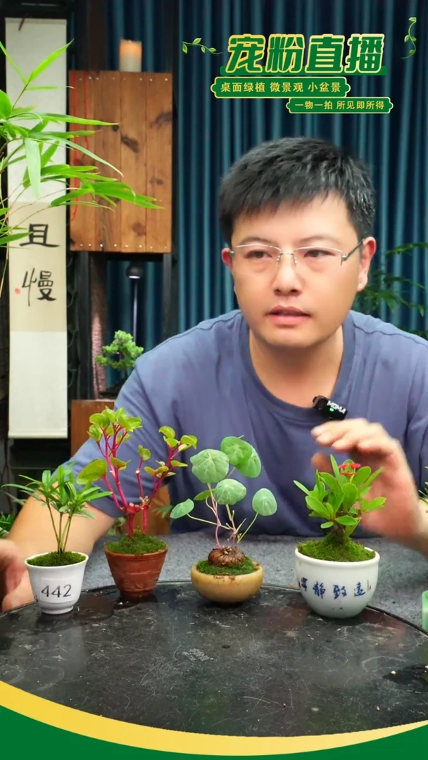 无花朵噗*噗苔藓微景观442号