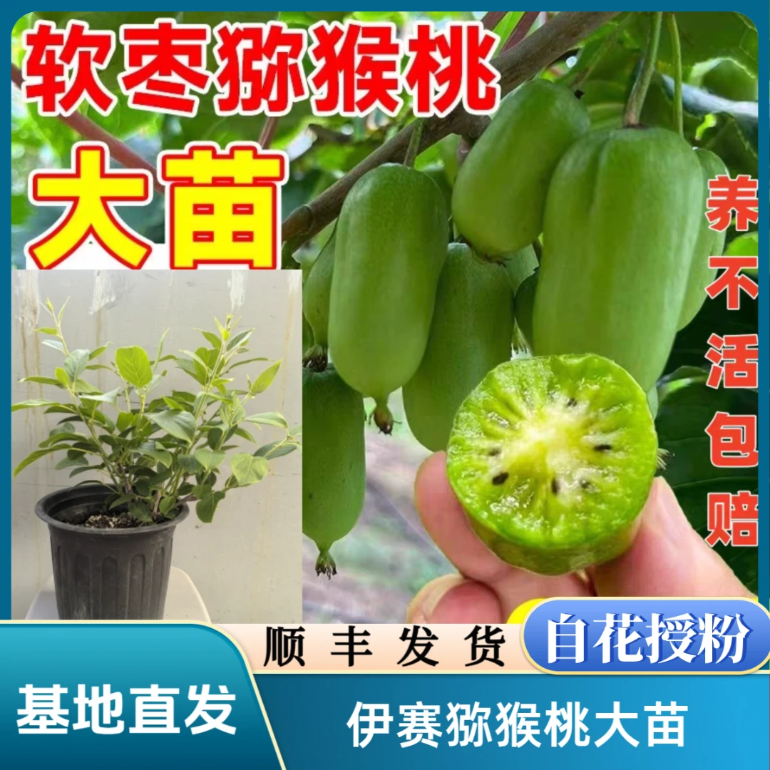 【京东。顺丰】伊赛软枣猕猴桃大苗自花授粉四季南北方盆栽阳台庭院
