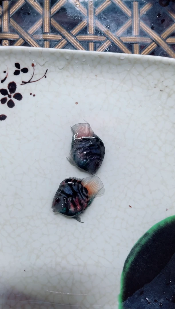 鹦鹉鱼121555555555255