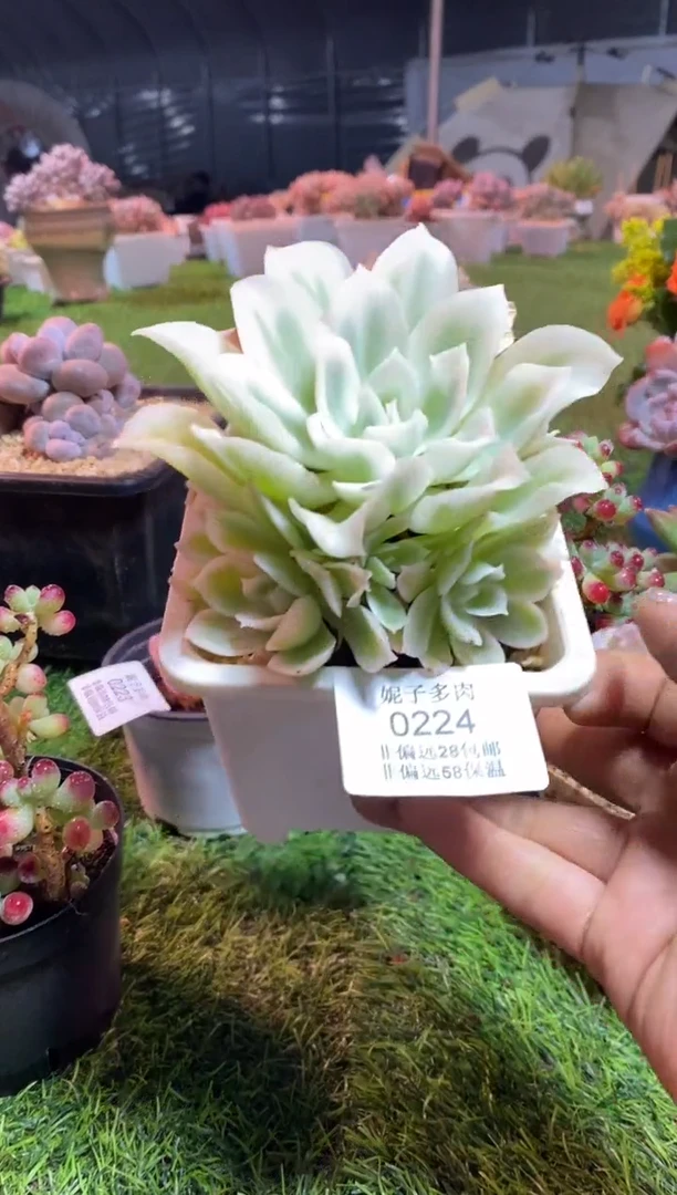 【闪购商品】0224a