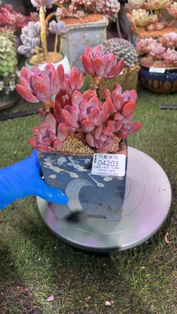 【闪购商品】04203